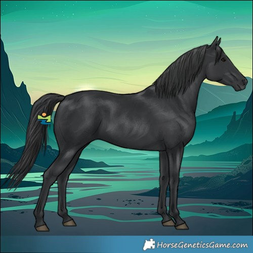 Horse Color:Black 