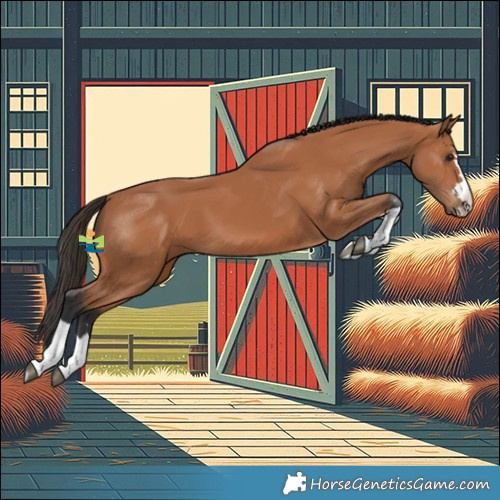 Horse Color:Bay 