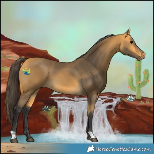 Horse Color:Buckskin