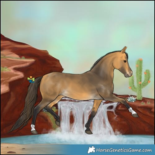Horse Color:Buckskin 