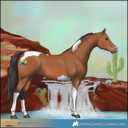 Horse Color:Bay Tobiano 