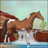 Horse Color:Bay Tobiano