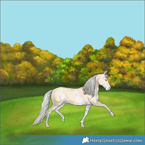 Horse Color:White Spotted Gold Cream Champagne 