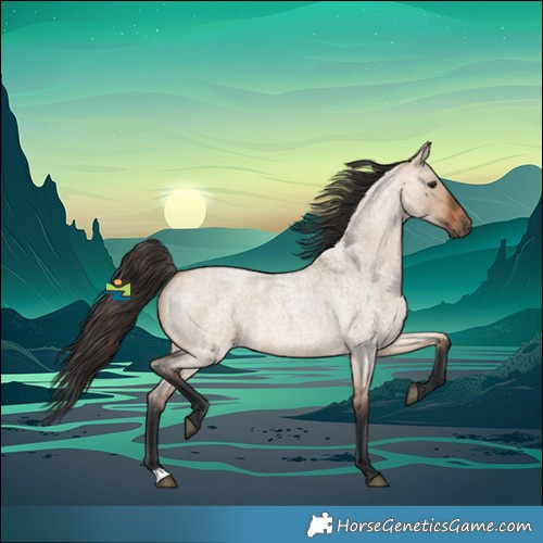 Horse Color:Bay Roan Dun 