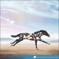 Horse Color:Brown Appaloosa Rabicano