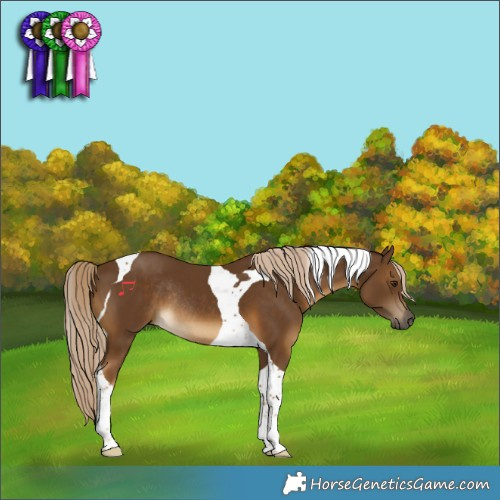 Horse Color:Chocolate Palomino Tobiano Rabicano
