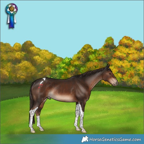 Horse Color:Liver Chestnut Tobiano Rabicano 