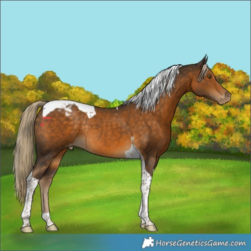 Horse Color:Chocolate Palomino Tobiano Varnish Rabicano