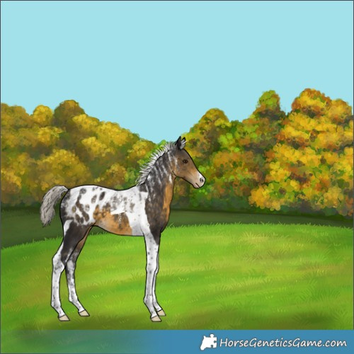Horse Color:Powder White Silver Buckskin Tobiano Appaloosa 