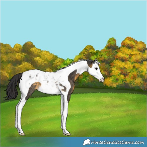 Horse Color:Buckskin Splash Tobiano Rabicano 