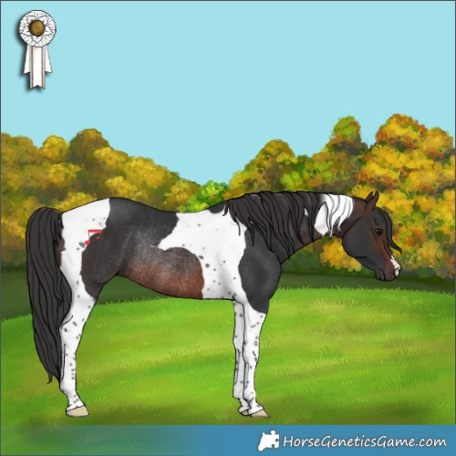 Horse Color:Brown Tobiano Rabicano 