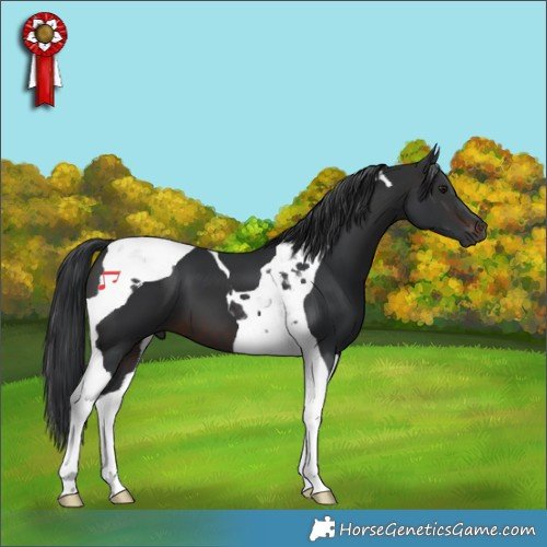 Horse Color:Brown Tobiano 
