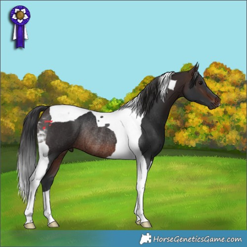 Horse Color:Brown Tobiano Rabicano 