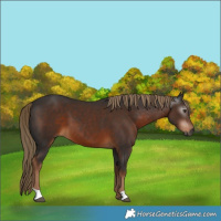 Horse Color:Gray Liver Chestnut 