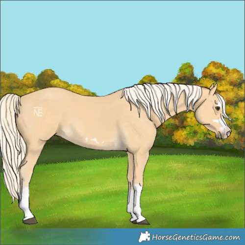 Horse Color:Palomino