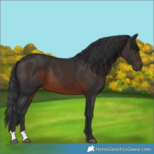 Horse Color:Brown 