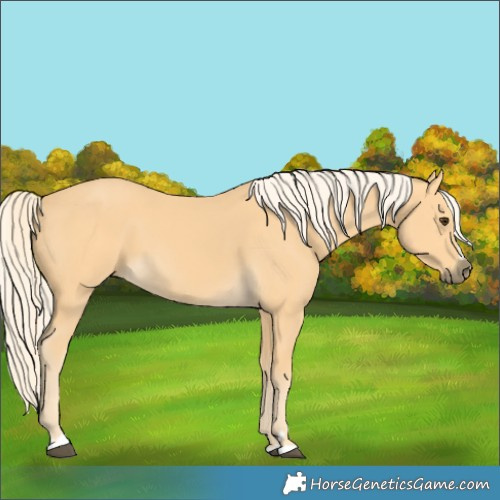 Horse Color:Palomino 