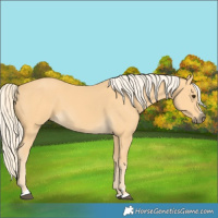 Horse Color:Palomino