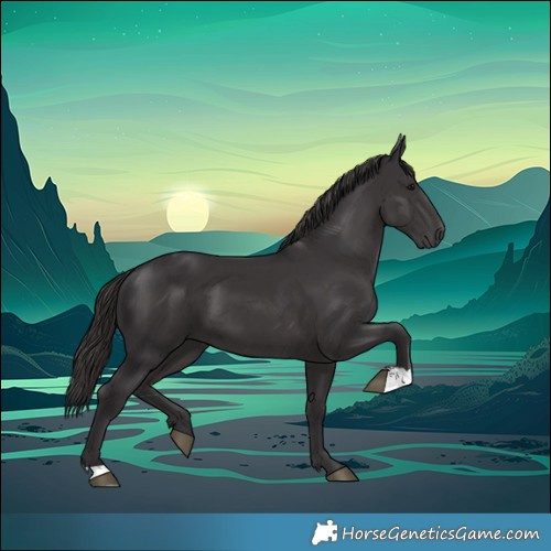 Horse Color:Smoky Black