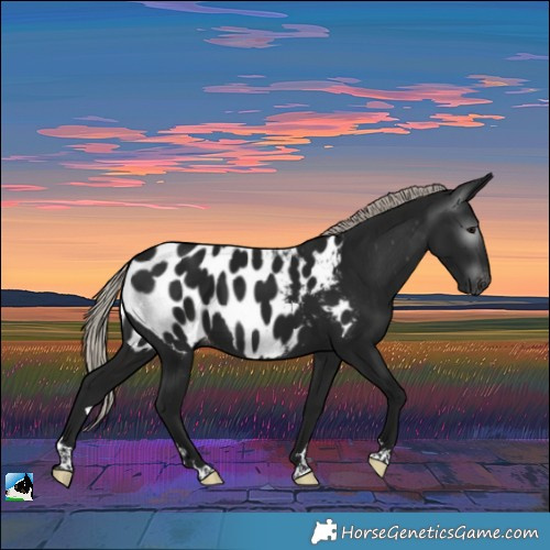 Horse Color:Gray Silver Brown Near Leopard