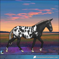 Horse Color:Gray Silver Brown Near Leopard