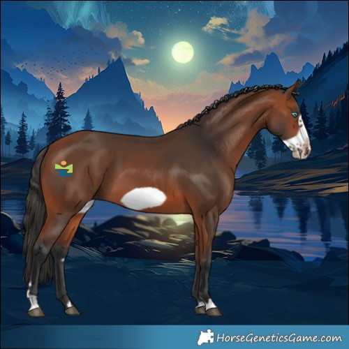 Horse Color:Bay Frame 
