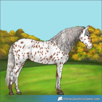 Horse Color:Silver Bay Appaloosa