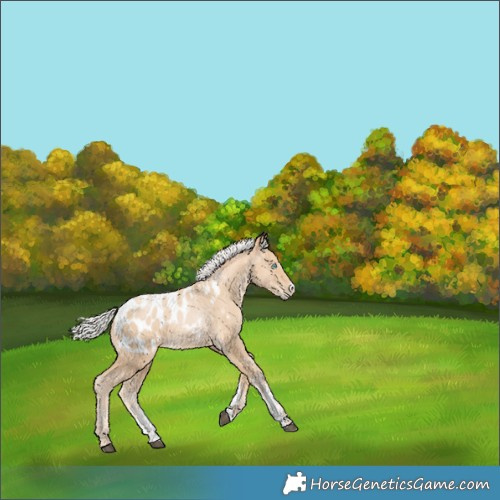 Horse Color:Powder White Silver Smoky Black Splash Appaloosa