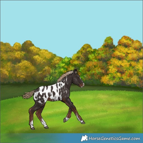 Horse Color:Powder White Liver Chestnut Splash Appaloosa 