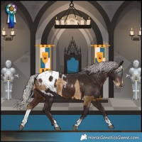 Horse Color:Powder White Gray Silver Smoky Black Splash  and Powder White Silver Brown Appaloosa 