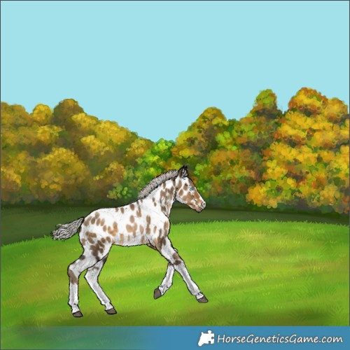 Horse Color:Gray Silver Smoky Black Splash Appaloosa