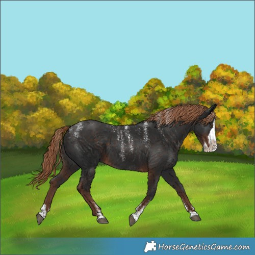Horse Color:Powder White Liver Chestnut Splash 