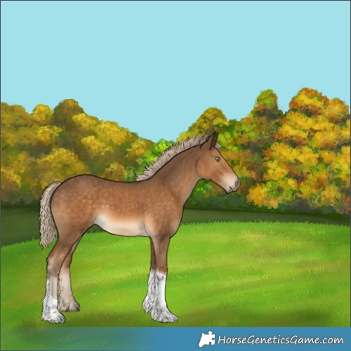 Horse Color:Chocolate Palomino Tobiano
