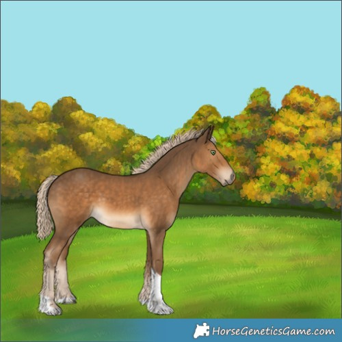 Horse Color:Chocolate Palomino Tobiano 