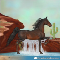 Horse Color:Liver Chestnut