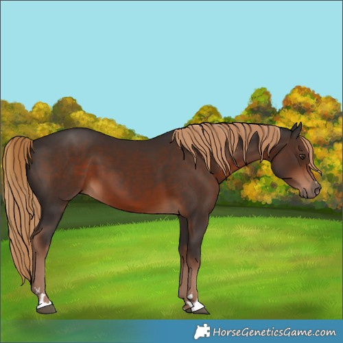 Horse Color:Liver Chestnut