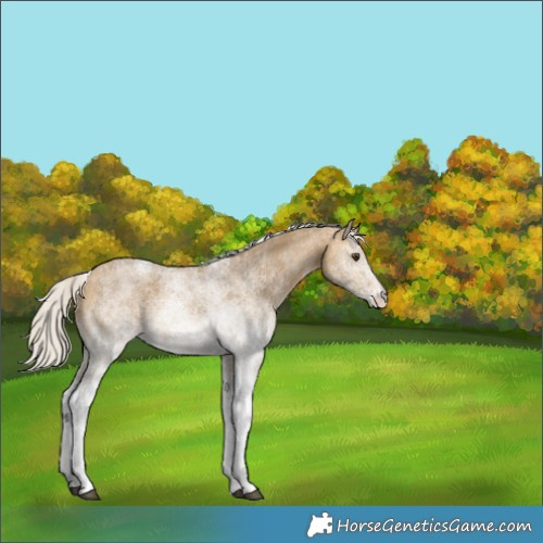 Horse Color:White Spotted Silver Buckskin Dun 