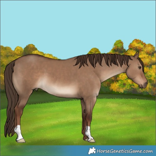 Horse Color:Unknown 