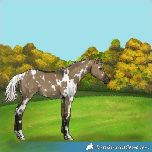 Horse Color:Unknown 
