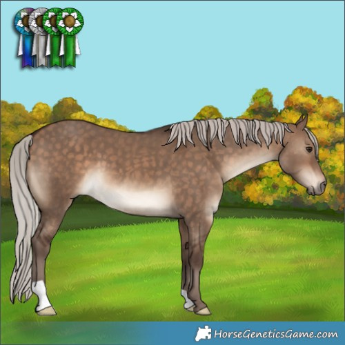 Horse Color:Silver Bay Dun 