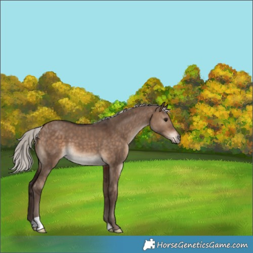 Horse Color:Silver Bay Dun 