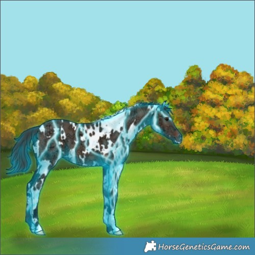 Horse Color:Thunderstruck White Spotted Brown Ice Dun 