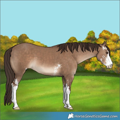 Horse Color:Liver Red Dun Sabino