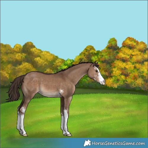 Horse Color:Liver Red Dun Sabino 