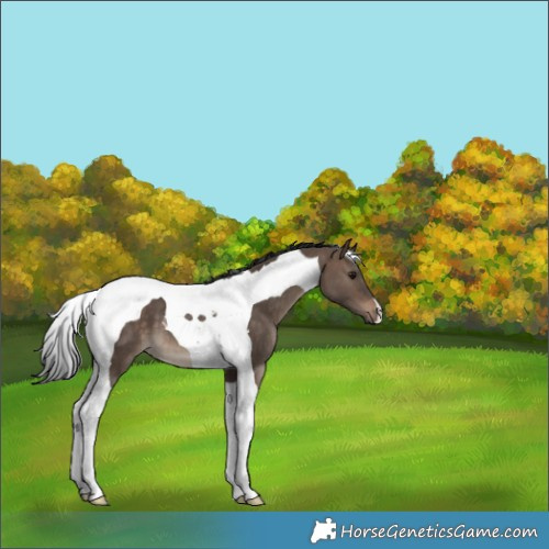 Horse Color:Brown Dun Tobiano