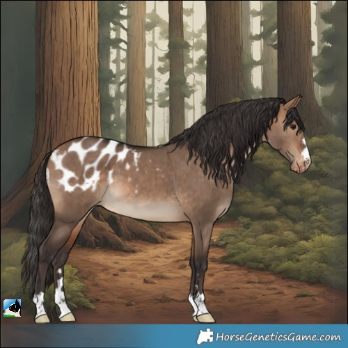 Horse Color:Bay Dun Appaloosa
