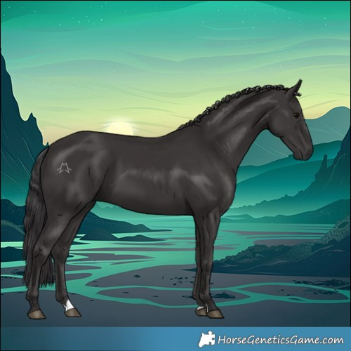 Horse Color:Smoky Black