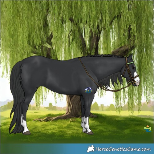 Horse Color:Black 