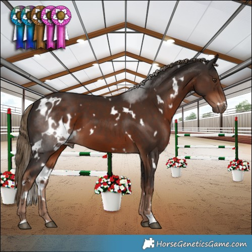 Horse Color:White Spotted Liver Chestnut 