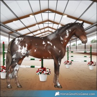 Horse Color:White Spotted Liver Chestnut